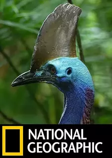 Птица-динозавр в hd качестве