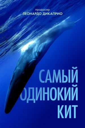 Самый одинокий кит на планете: в поисках Пятидесятидвухгерцового кита в hd качестве